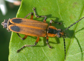 Margined Soldier Beetle